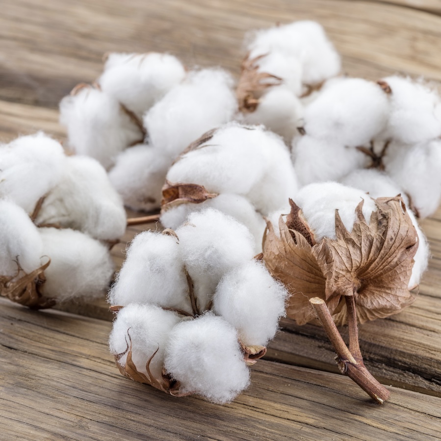 Cotton Fibre Cotton Fibre